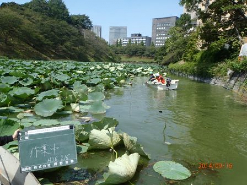 ハス刈取り作業