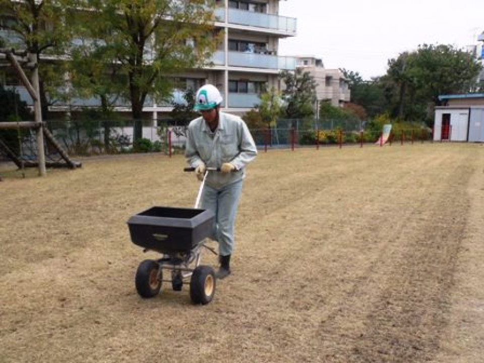 校庭芝生のウィンターオーバーシードについて。